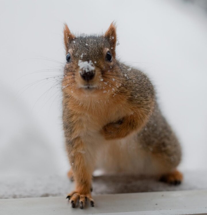 squirrel